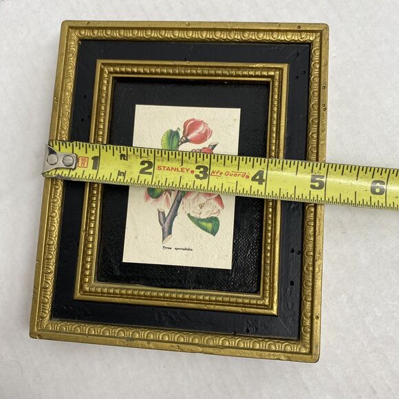 Burwood Products Company Pyrus Spectabilis Flowers Plants 5 X 6 Wall Art Frame - Picture 5 of 7